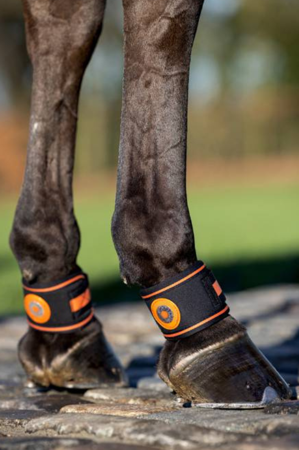 Magno Pastern Wrap SHOP. at Spruce Meadows