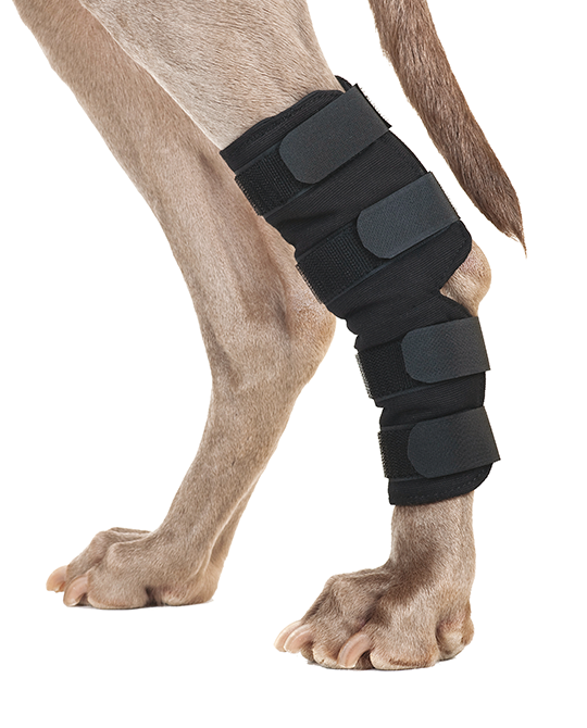 Pet Braces