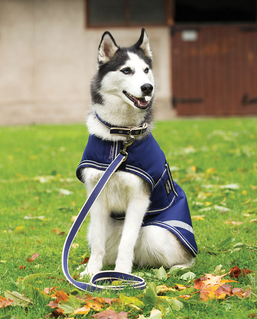 Pet Leashes & Collars