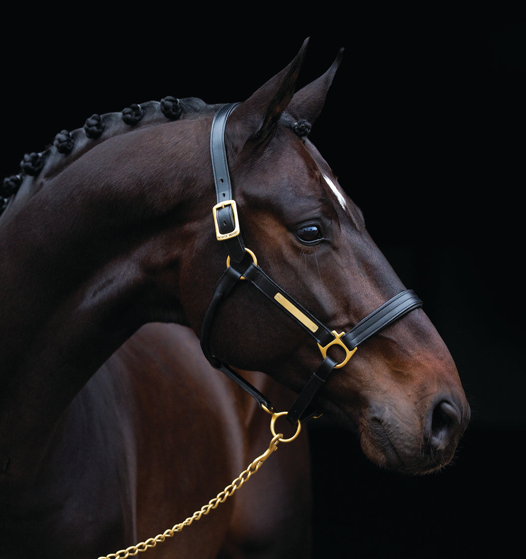 Halters & Leads