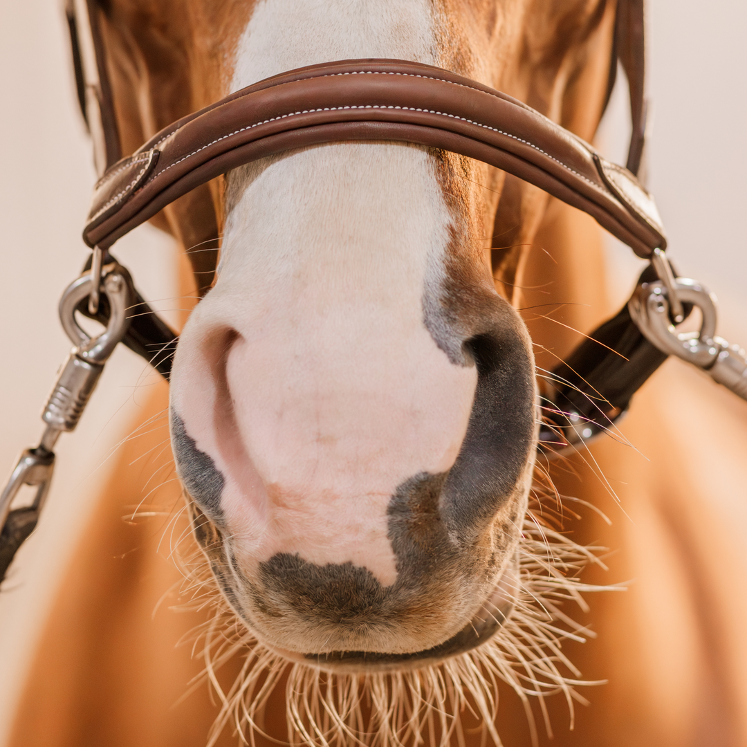 Waterton Leather Halter