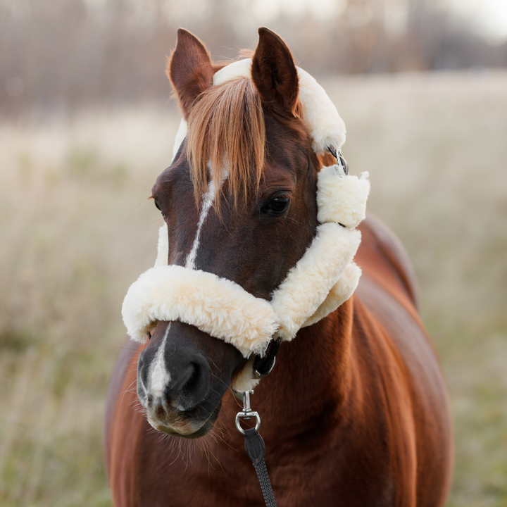 Whistler Shipping Halter
