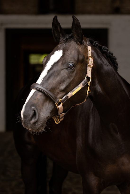 Capella Headcollar