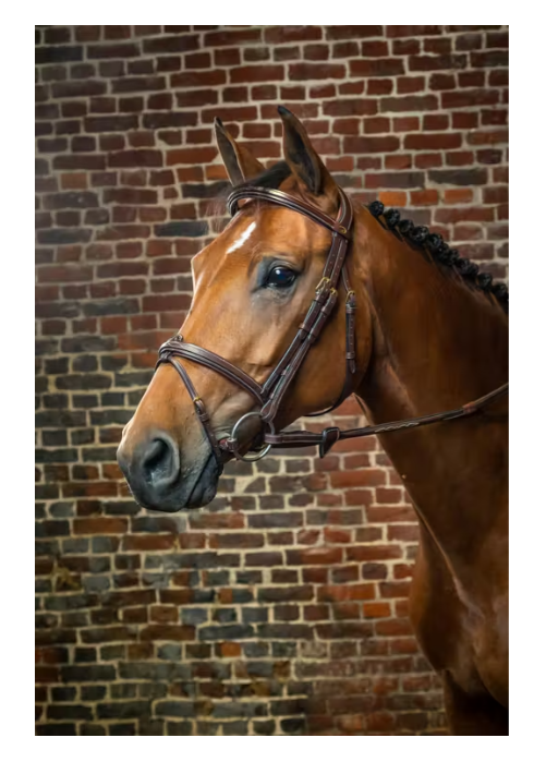 Flash Noseband Bridle - D Collection
