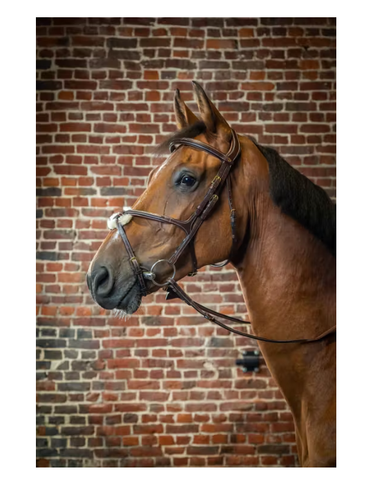 Figure 8 Noseband Bridle - D Collection
