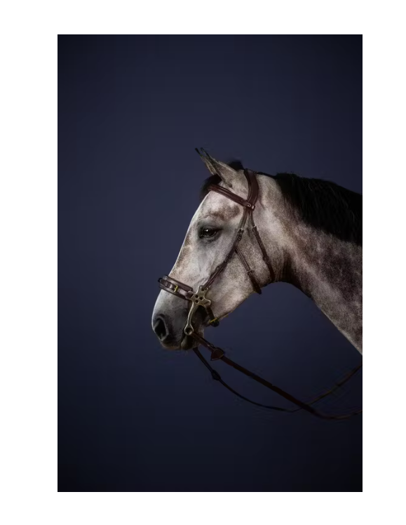 Hackamore Bridle - New English Collection