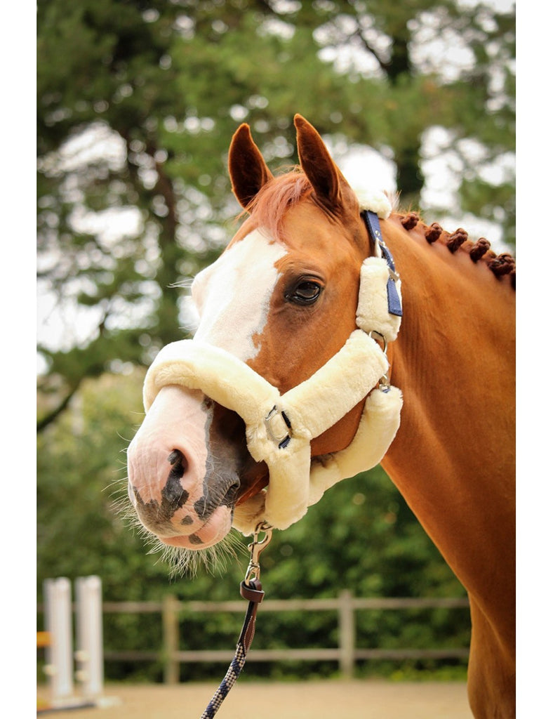 BRITISH LEATHER HALTER