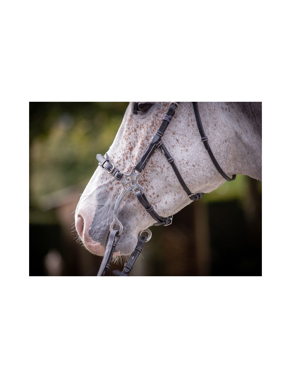 Hackamore Bridle - Week Collection