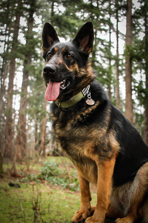 Expedition Collar