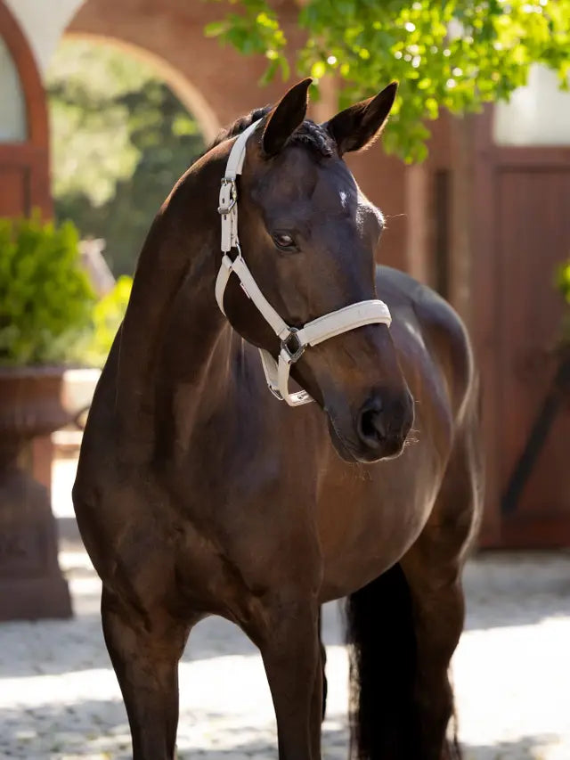 Essence Headcollar