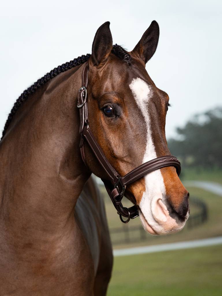 Stitched Hunter Headcollar