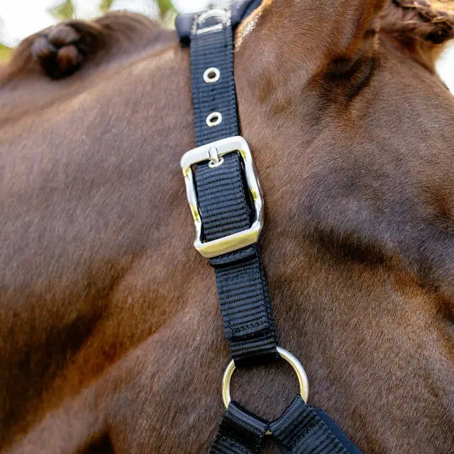 Breakaway Vogue Halter and Leadrope