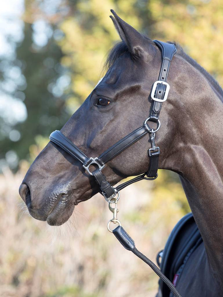 Anatomic Halter