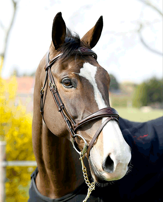 Fancy Anatomic Flash Noseband Bridle - Dyon Collection