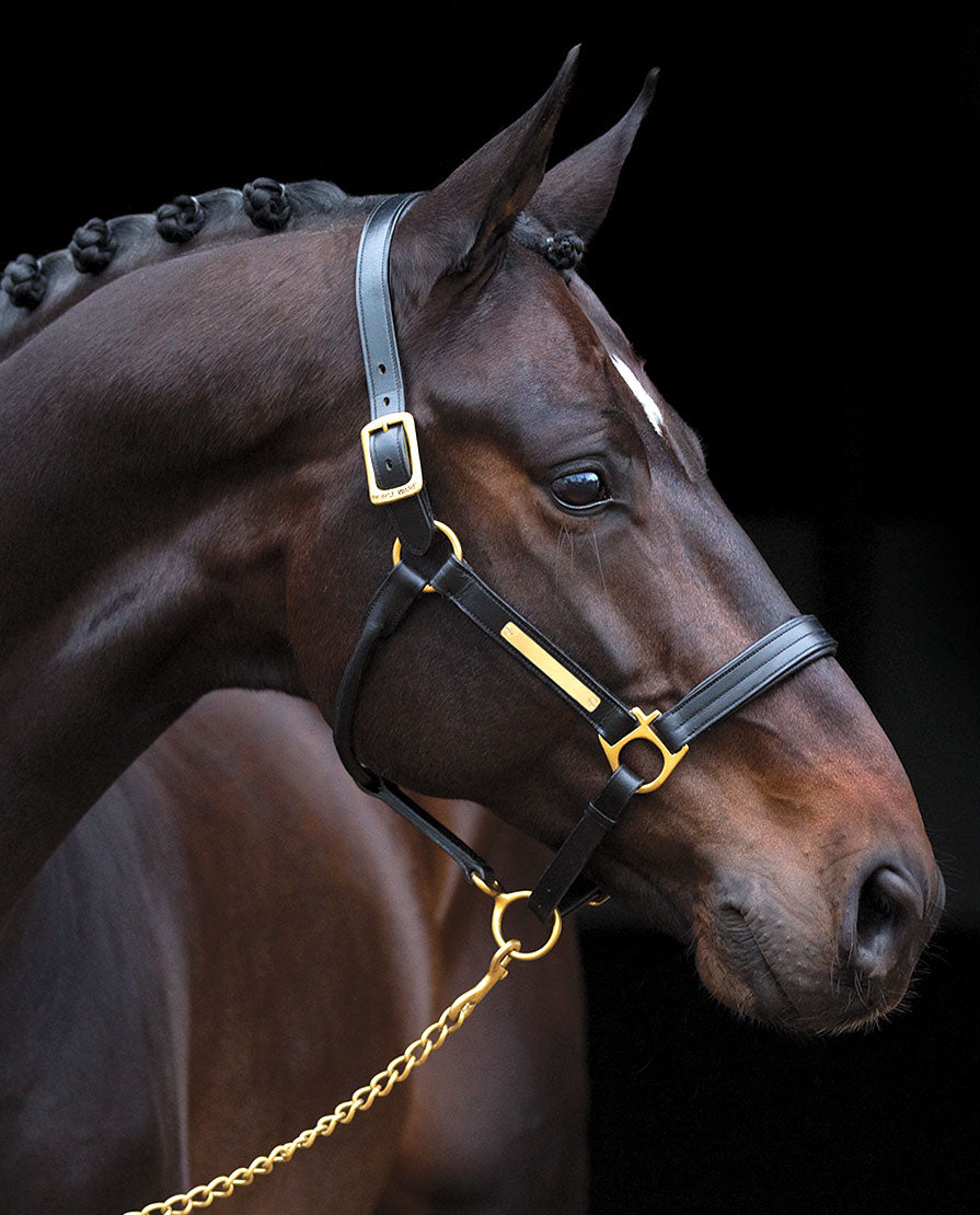 Amigo Padded  Leather Halter