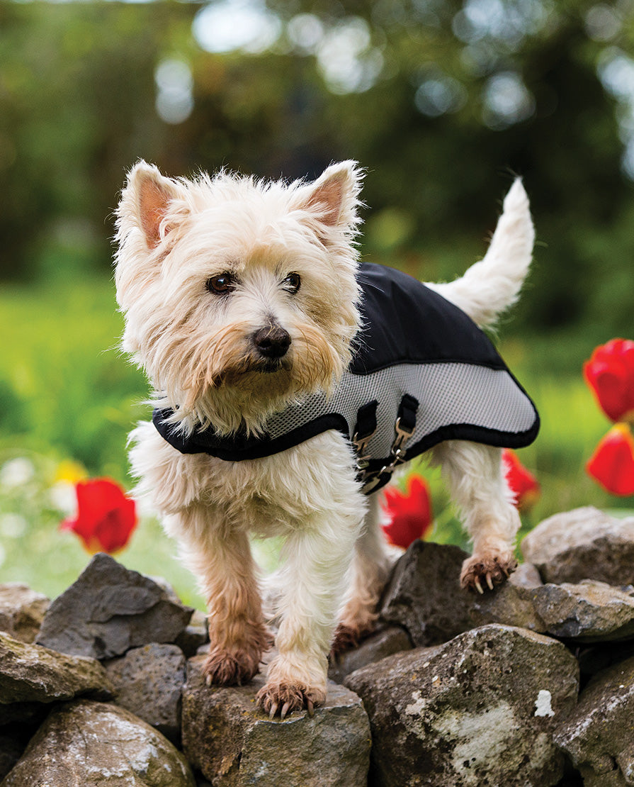 Rambo Sports Series Dog Rug