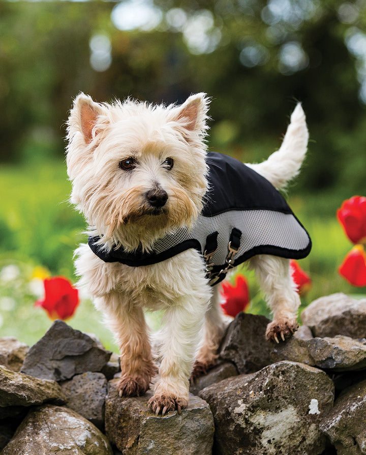 Rambo Sports Series Dog Rug