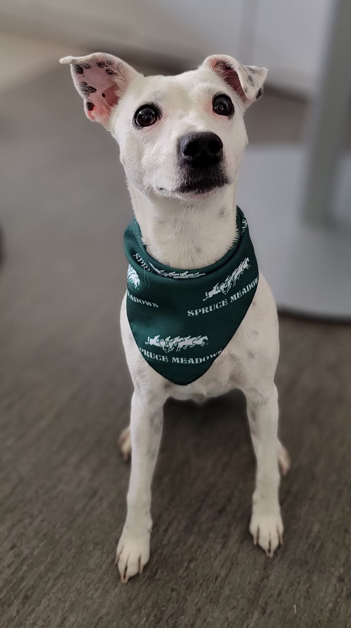 Signature Logo Dog Bandana
