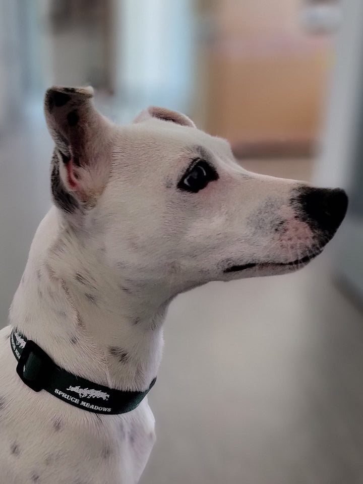 Signature Logo Dog Collar