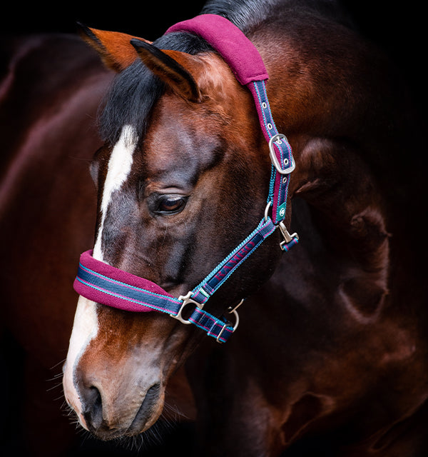 Rambo Padded Nylon Halter