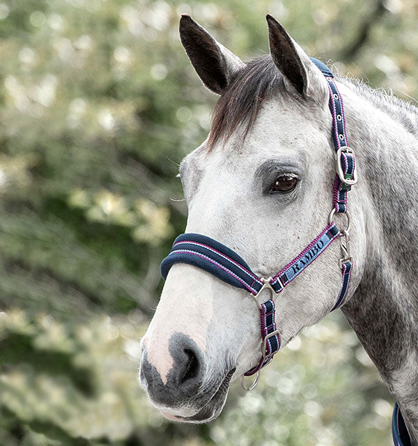 Rambo Padded Nylon Halter