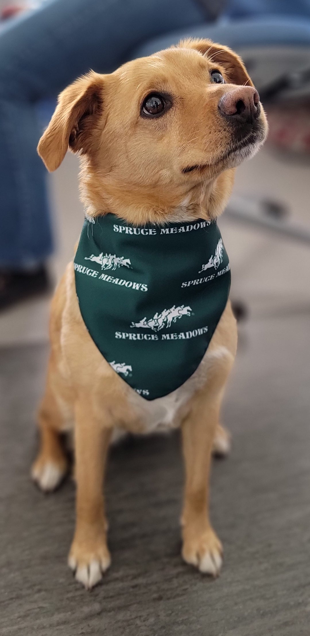 Signature Logo Dog Bandana