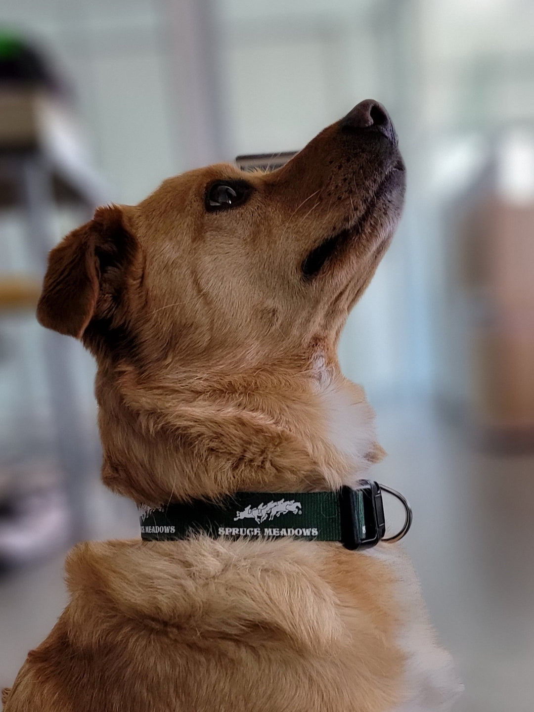 Signature Logo Dog Collar