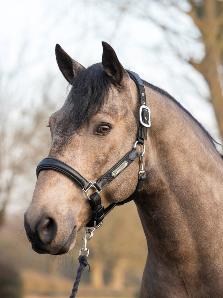 Capella Headcollar