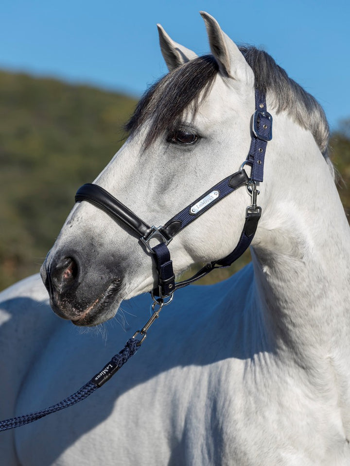 Capella Headcollar